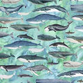 Siren's Call - WHALES-Q