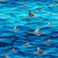Into The Deep - Shark Fins - Ocean