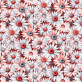 Scarlet's Treasure Red Daisies