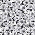 Scarlet's Treasure Black Daisies