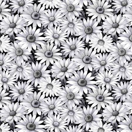 Scarlet's Treasure Black Daisies