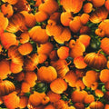 Moon Spell APYD-23694-148 Pumpkin Pumpkins