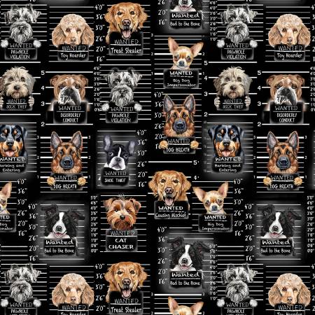 Black Dog Mugshots GAIL-CD3888