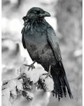 Raven Call Of The Wild
