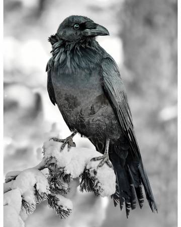 Raven Call Of The Wild